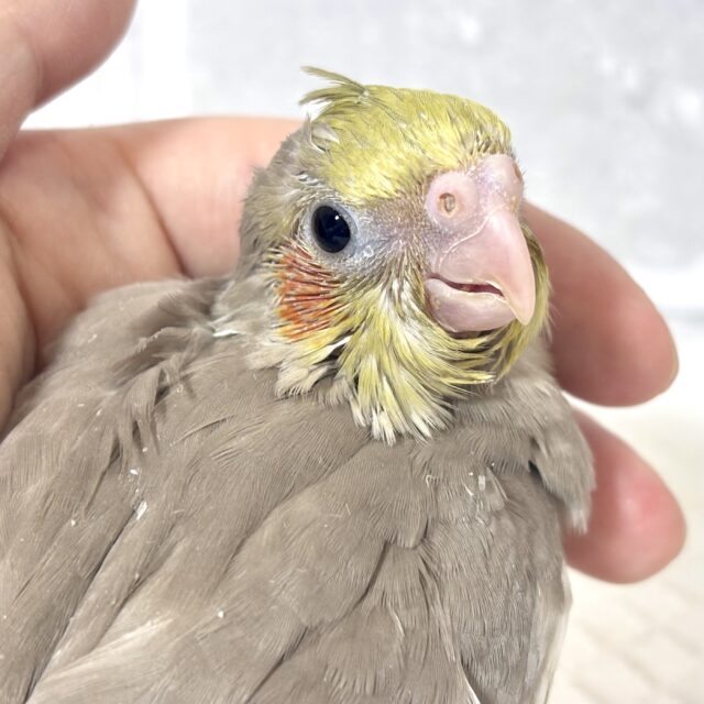 オカメインコ シナモン 🪶🧡.:。+゚ オカメインコ