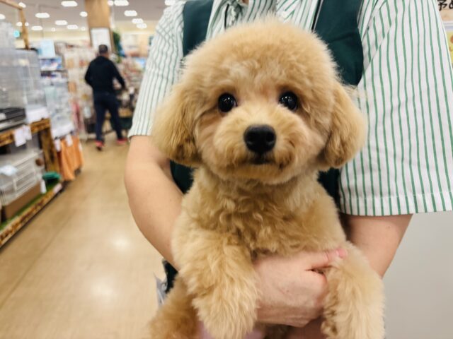 マルプー