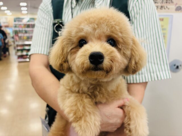 マルプー