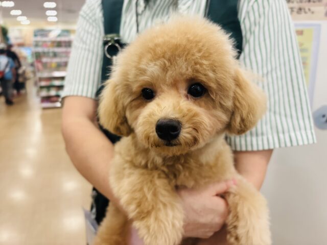 マルプー