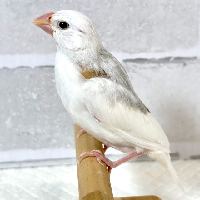 白文鳥 ‎🤍‎🤍🕊✧*