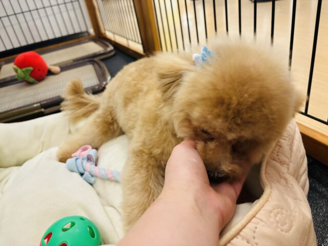 マルプー