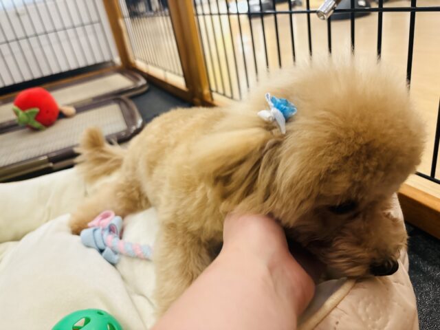 マルプー