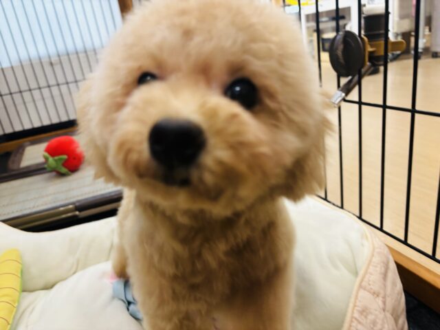 マルプー