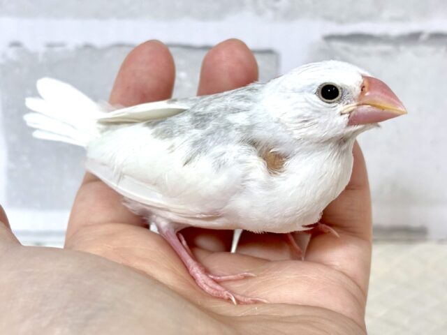 白文鳥 🤍🤍🕊✧* 白文鳥