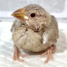 シナモン文鳥  🕊🤎‪🧡‬‪✧*