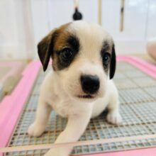 み〜んな虜にしちゃうよ♡♡ジャックラッセルテリアちゃん！