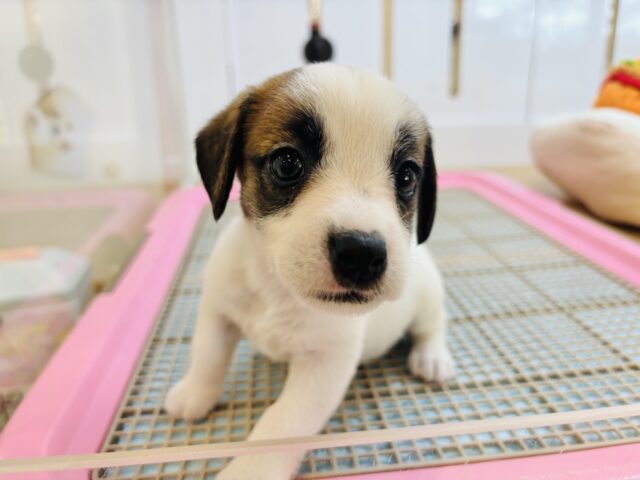 み〜んな虜にしちゃうよ♡♡ジャックラッセルテリアちゃん！