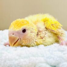 きいろい妖精さん💛コザクラインコ（ルチノーオパーリン）ヒナ