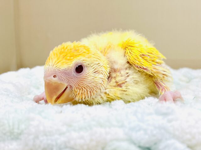 きいろい妖精さん💛コザクラインコ（ルチノーオパーリン）ヒナ