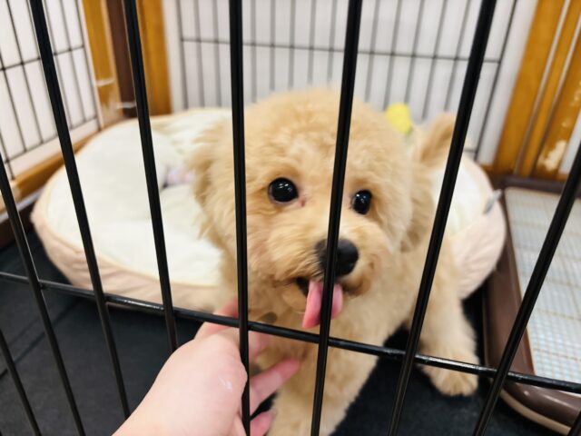 マルプー