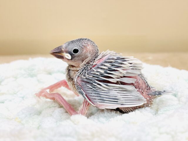 シルバー文鳥