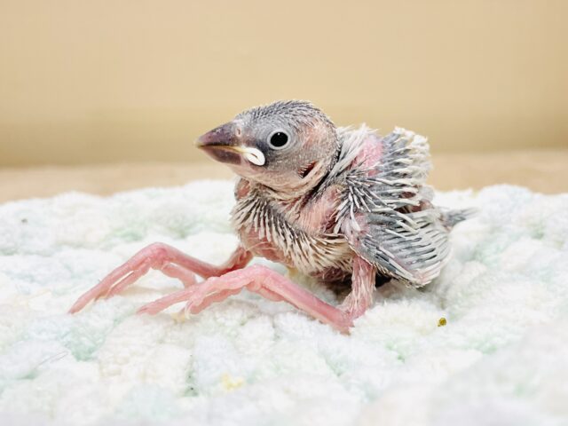 シルバー文鳥