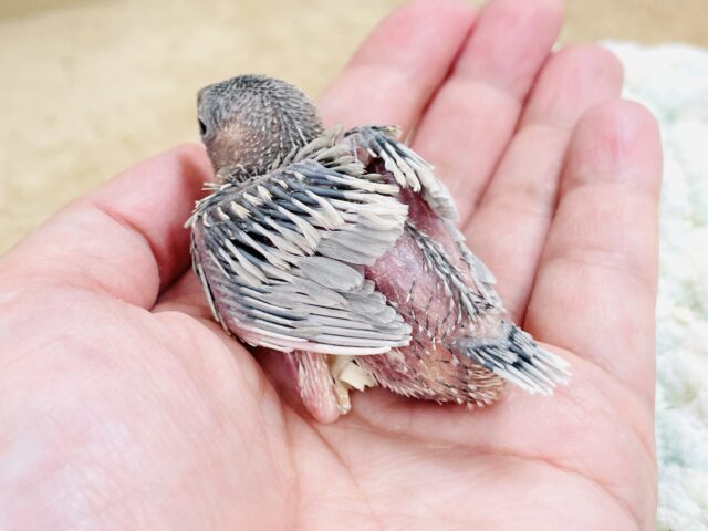 シルバー文鳥