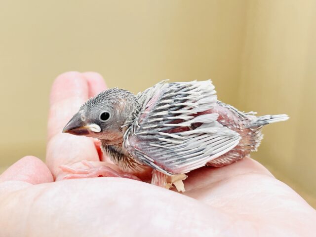 シルバー文鳥