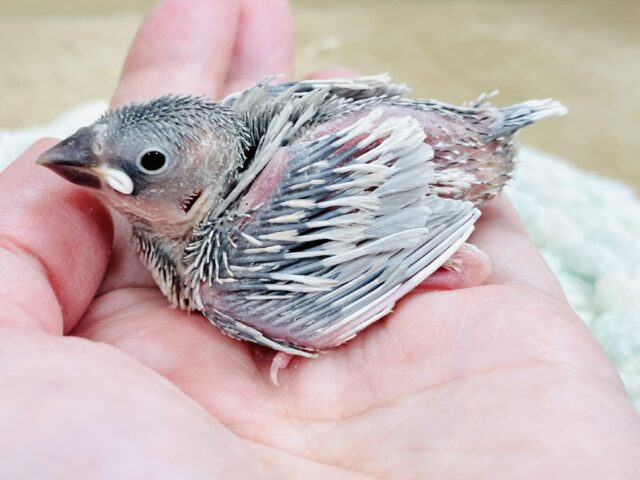 シルバー文鳥