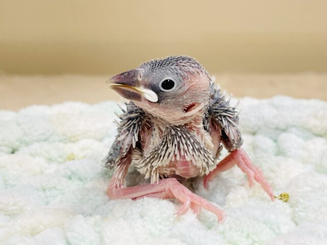 シルバー文鳥