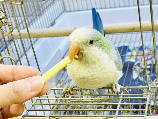 オキナインコ