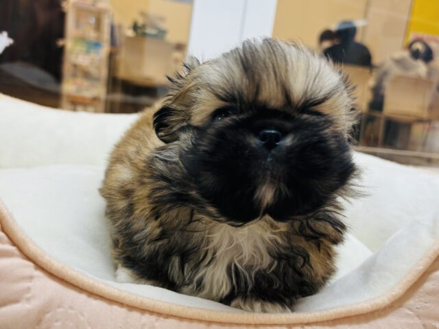 ボクとお茶しない〜?ペキニーズくん! ペキニーズ