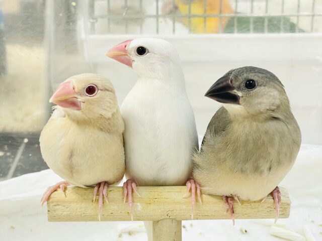 【最新画像★ひな餌卒業】大人の階段登る〜🎶桜文鳥ちゃん 桜文鳥