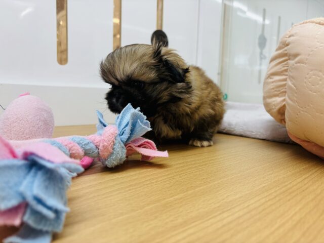 ボクとお茶しない〜?ペキニーズくん! ペキニーズ
