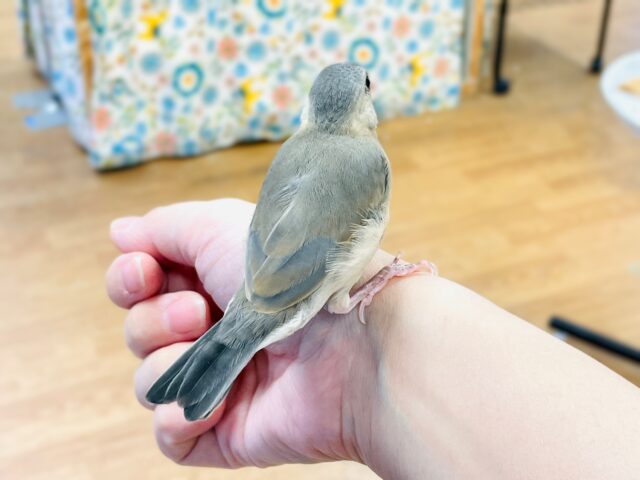 【最新画像★ひな餌卒業】大人の階段登る〜🎶桜文鳥ちゃん 桜文鳥