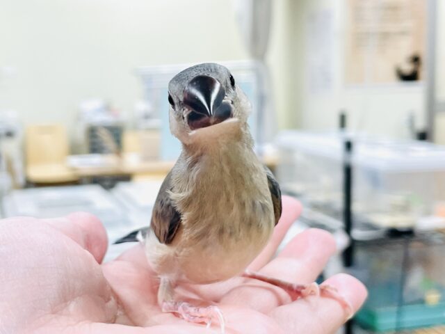 【最新画像★ひな餌卒業】大人の階段登る〜🎶桜文鳥ちゃん 桜文鳥