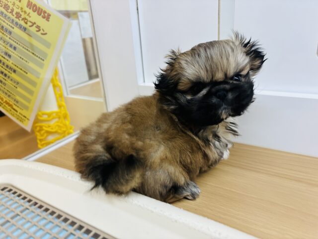 ボクとお茶しない〜?ペキニーズくん! ペキニーズ