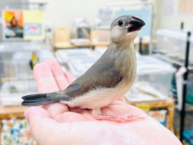 【最新画像★ひな餌卒業】大人の階段登る〜🎶桜文鳥ちゃん 桜文鳥