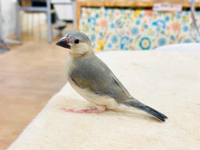 【最新画像★ひな餌卒業】大人の階段登る〜🎶桜文鳥ちゃん 桜文鳥