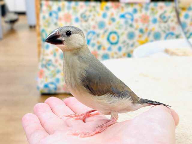 【最新画像★ひな餌卒業】大人の階段登る〜🎶桜文鳥ちゃん 桜文鳥