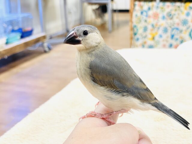 【最新画像★ひな餌卒業】大人の階段登る〜🎶桜文鳥ちゃん 桜文鳥