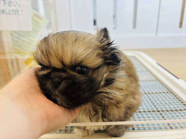ボクとお茶しない〜?ペキニーズくん! ペキニーズ