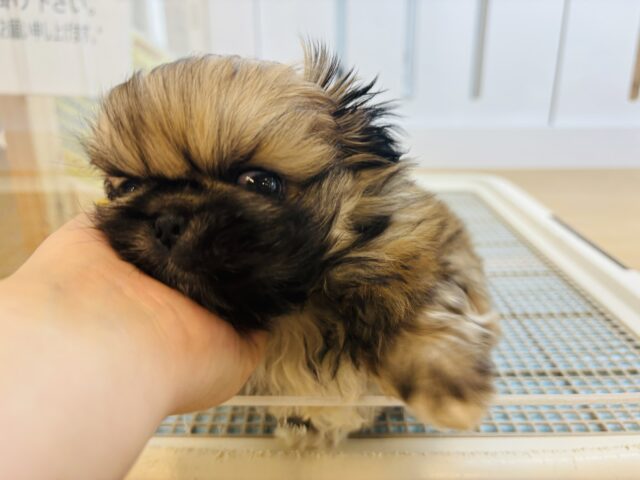 ボクとお茶しない〜?ペキニーズくん! ペキニーズ