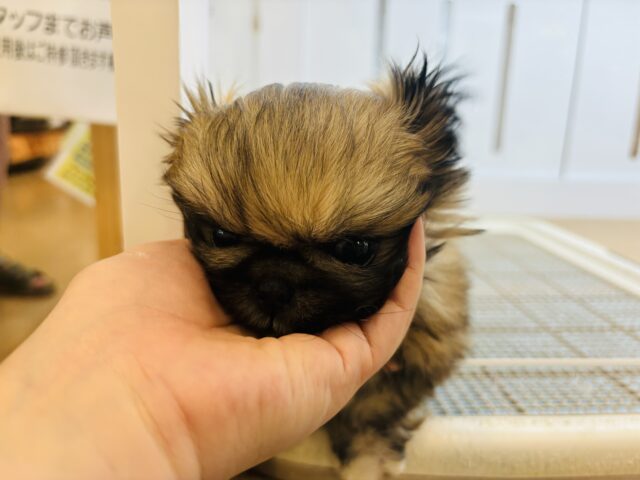 ボクとお茶しない〜?ペキニーズくん! ペキニーズ