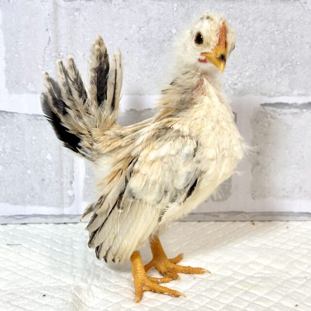 セラマ 中ビナ 🐥🐥🐥