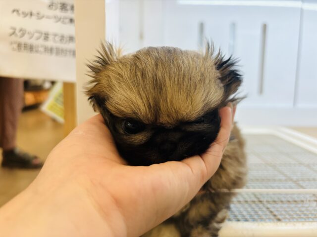 ボクとお茶しない〜?ペキニーズくん! ペキニーズ