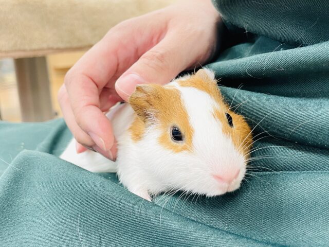 【最新画像】大きいハムちゃん!?🐹イングリッシュモルモット(男の子) イングリッシュモルモット