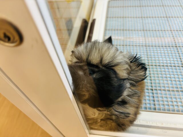 ボクとお茶しない〜?ペキニーズくん! ペキニーズ