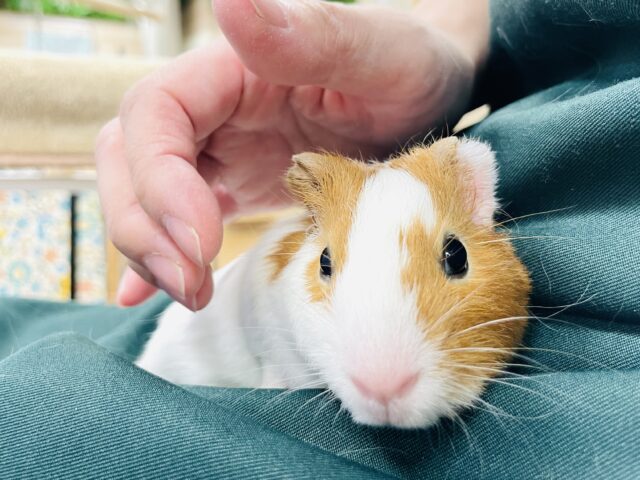 【最新画像】大きいハムちゃん!?🐹イングリッシュモルモット(男の子) イングリッシュモルモット