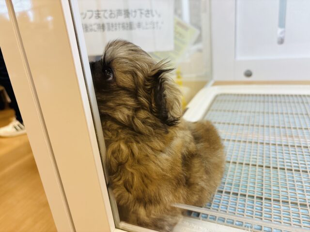 ボクとお茶しない〜?ペキニーズくん! ペキニーズ