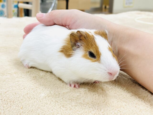 【最新画像】大きいハムちゃん!?🐹イングリッシュモルモット(男の子) イングリッシュモルモット