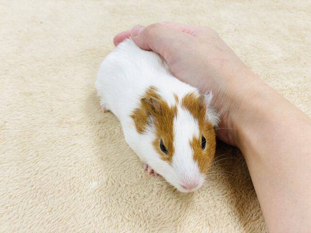 【最新画像】大きいハムちゃん!?🐹イングリッシュモルモット(男の子) イングリッシュモルモット