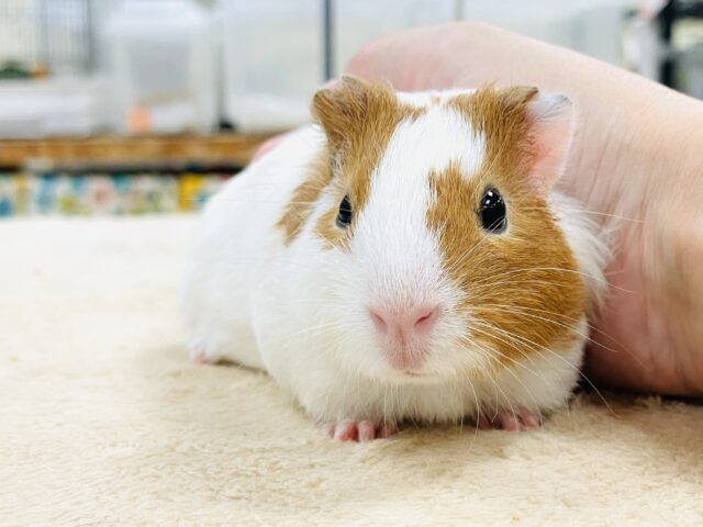 【最新画像】大きいハムちゃん!?🐹イングリッシュモルモット(男の子) イングリッシュモルモット
