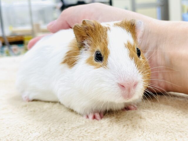 【最新画像】大きいハムちゃん!?🐹イングリッシュモルモット(男の子) イングリッシュモルモット