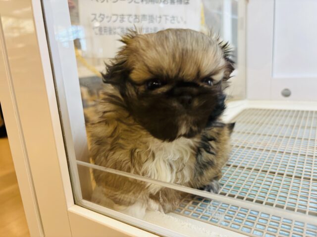 ボクとお茶しない〜?ペキニーズくん! ペキニーズ
