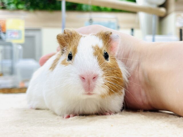 【最新画像】大きいハムちゃん!?🐹イングリッシュモルモット(男の子) イングリッシュモルモット