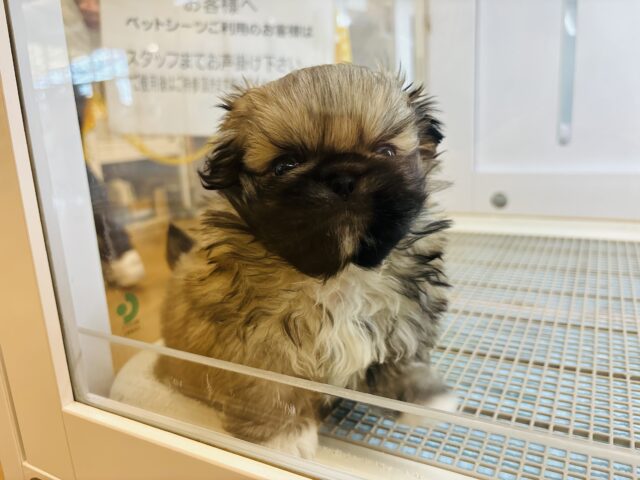 ボクとお茶しない〜?ペキニーズくん! ペキニーズ