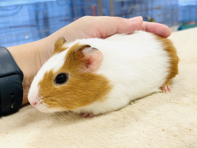 【最新画像】大きいハムちゃん!?🐹イングリッシュモルモット(男の子) イングリッシュモルモット