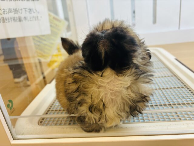 ボクとお茶しない〜?ペキニーズくん! ペキニーズ